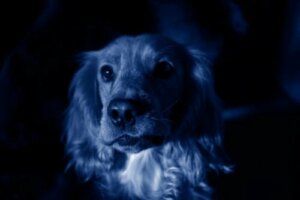Niebieskie psy: nagle pojawiły się w Rosji