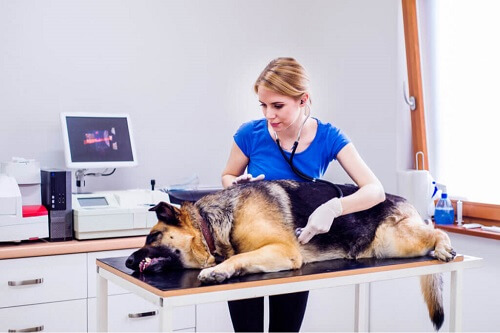 Zespół jelita drażliwego u psów: przyczyny i leczenie