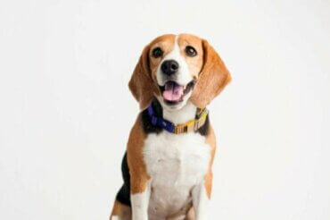 Padaczka u psów rasy beagle: co ją wywołuje?