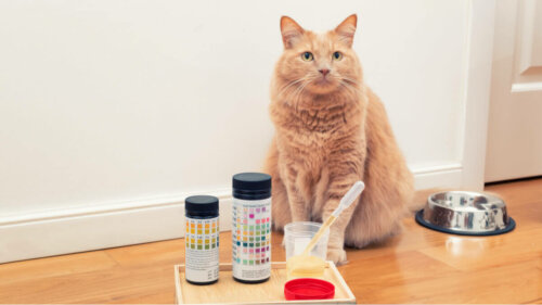Analiza moczu kot, i diagnostyka problemów trawiennych