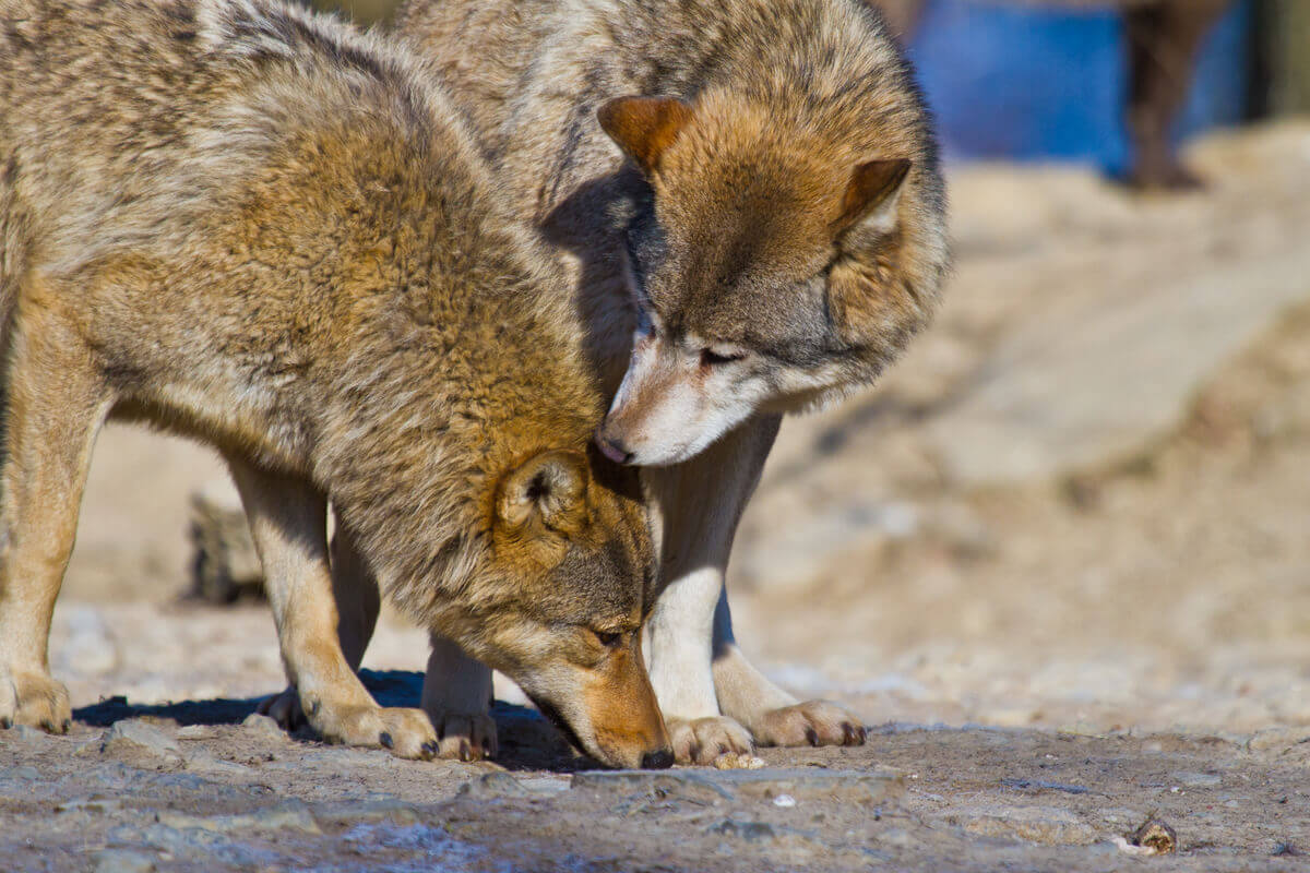 Dwa wilki rude, zagrożone wyginięciem