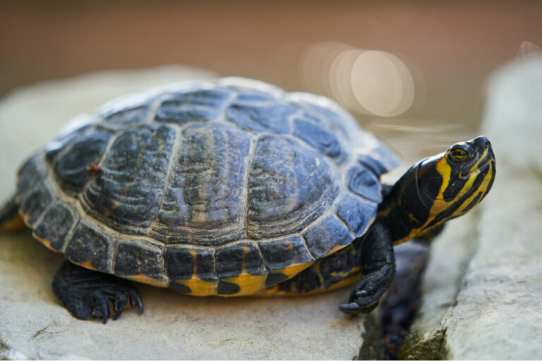 100 propozycji imion dla żółwi domowych