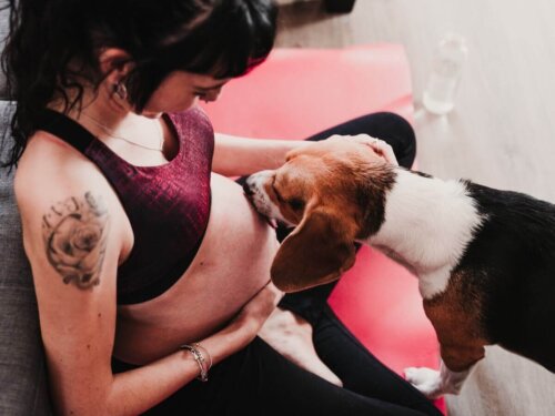 Kobieta w ciąży z psem