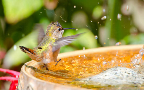 Koliber kąpie się w morzu i kwiaty które uwielbiają