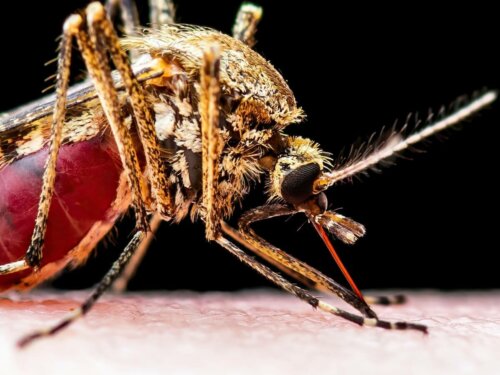 Komar na skórze, przyczyna przemnożenia wirusa,, który wywołuje zapalenie mózgu koni