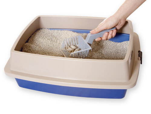 Kuweta wypełniona piaskiem, jak czyścić kuwetę?