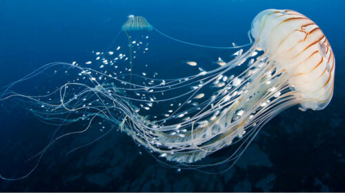 W jaki sposób meduzy uwalniają jad?