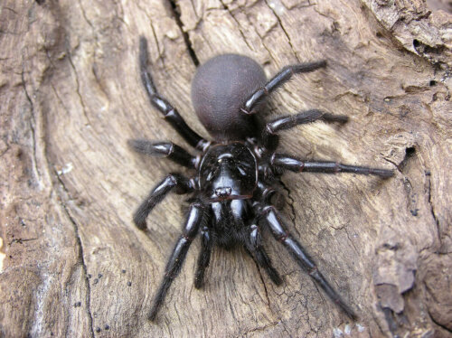 Atraks pająk niebezpieczny z Australii