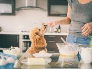 Czy psy mogą jeść mąkę pszenną?