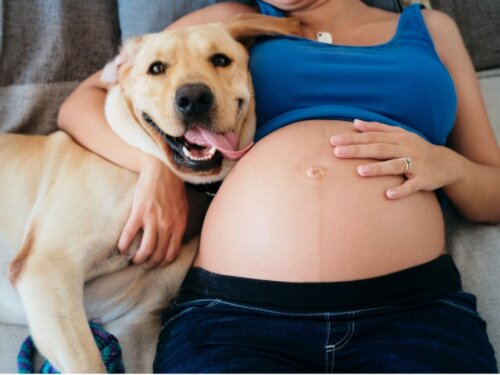 Czy psy potrafią wyczuć ciążę?