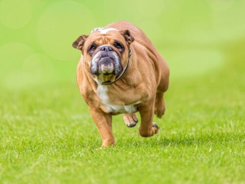 Pies z nadwagą biegnie