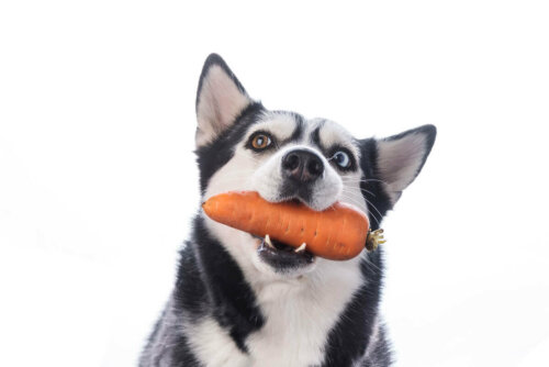 Pies z marchewką