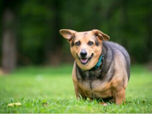 Nadwaga u psów: co warto wiedzieć