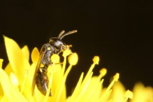 Pojawienie się pszczoły australijskiej uważanej za wymarły gatunek