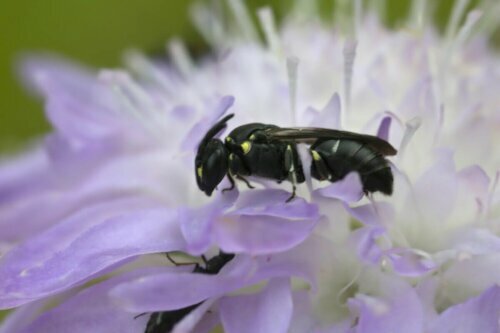 Pszczoły australijskie na kwiatku zbiera nektar