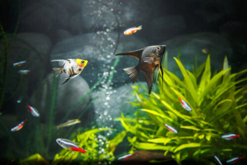 Ryby pływają w akwarium