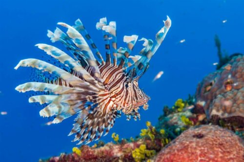Skrzydlica pływa na rafie koralowej, gatunek inwazyjny