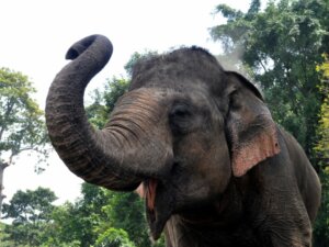 Niezwykłe zachowanie słoni