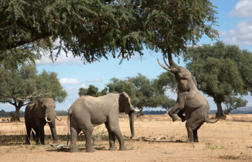 Słonie jedzą drzewa, a zachowanie słoni