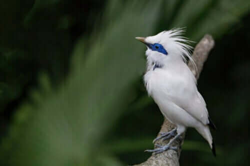 Szpak balijski: piękny, lecz krytycznie zagrożony ptak