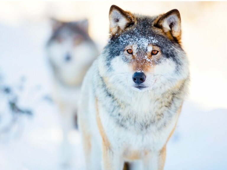 Niesamowity świat zachowań wilków