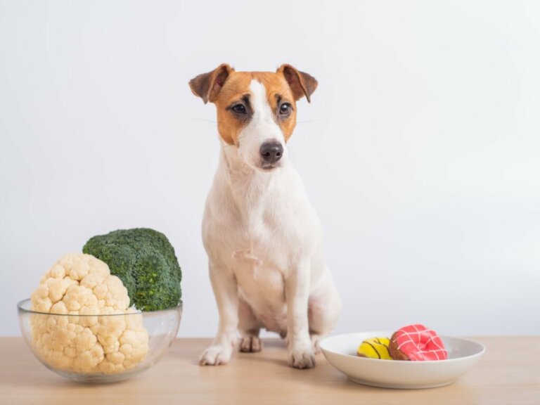 Czy psy mogą jeść kalafior?