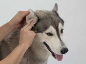 Jak masować uszy psa?