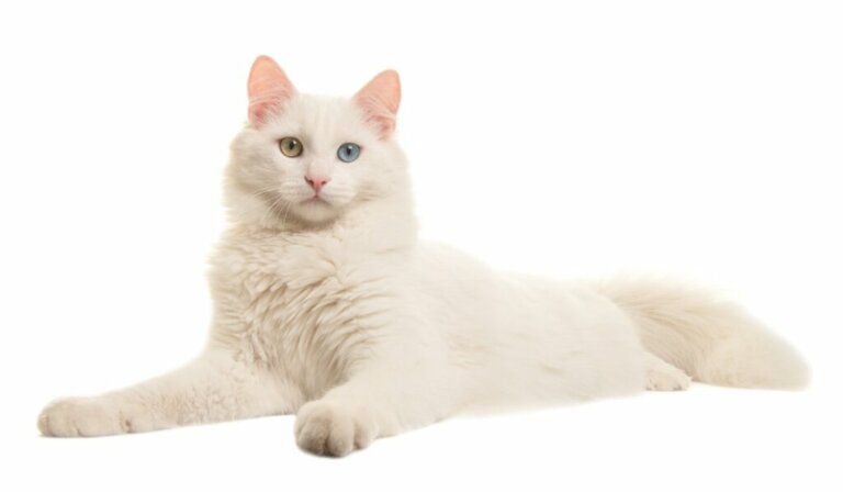Pielęgnacja kota albinosa