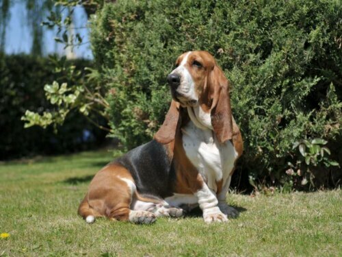 Basset hound, siedzi na trawie.