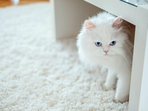 Biały kot, czy to okaz kota albinosa