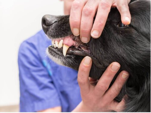 Czerniak jamy ustnej pokazuje weterynarz u psa