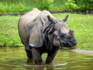 Nosorożec indyjski: siedlisko i charakterystyka
