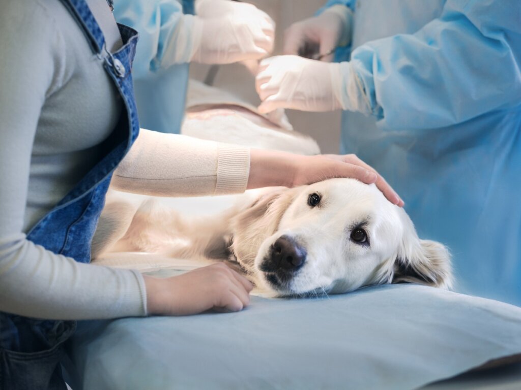 Problemy z kręgosłupem u psów: wszystko, co musisz wiedzieć
