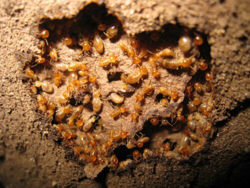 Grupa termitów