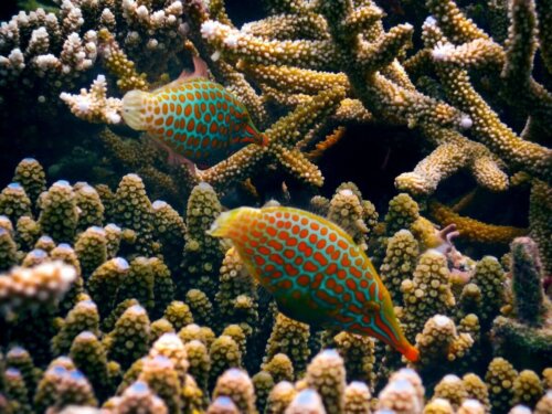 Jednorożce długonose na rafie koralowej