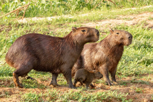 Kapibara – przykład inteligentnych gryzoni