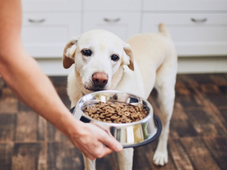 Wybór miski dla psa – która będzie najodpowiedniejsza?