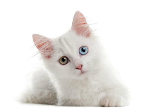 Kot albinos oczy są różnego koloru