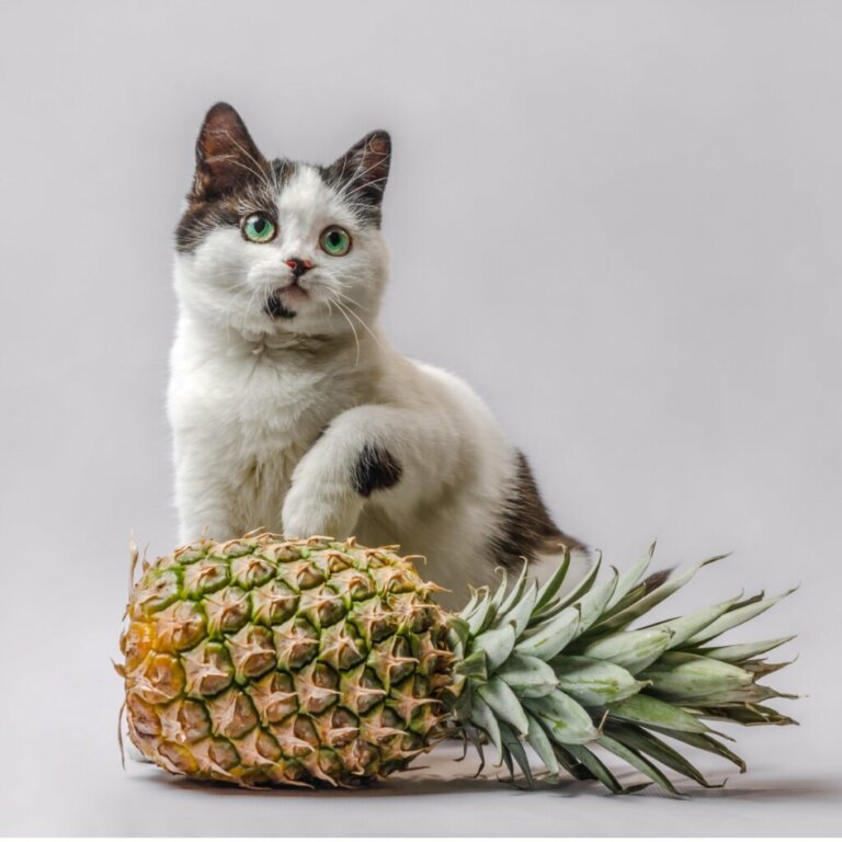 Czy koty mogą jeść ananasa?