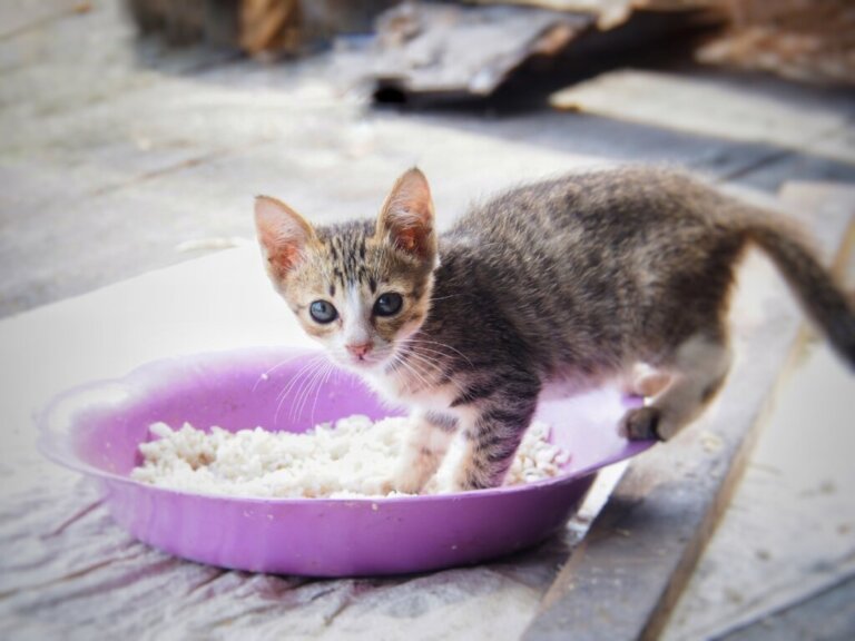 Delikatna dieta dla kotów z biegunką