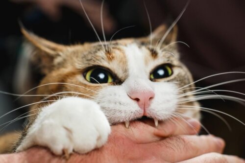Kot podgryza rękę pana