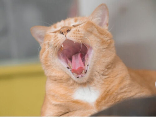 Nieświeży oddech u kotów: przyczyny i leczenie