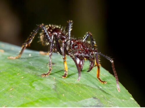 Mrówka paraponera clavata