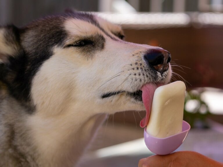 Czy psy mogą jeść lody?