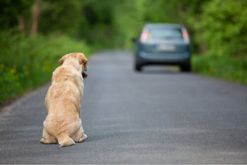 Porzucony pies siedzi na drodze, auto odjeżdża