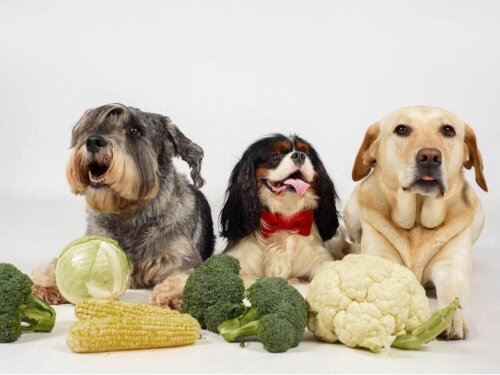 Psy przy stole z warzywami