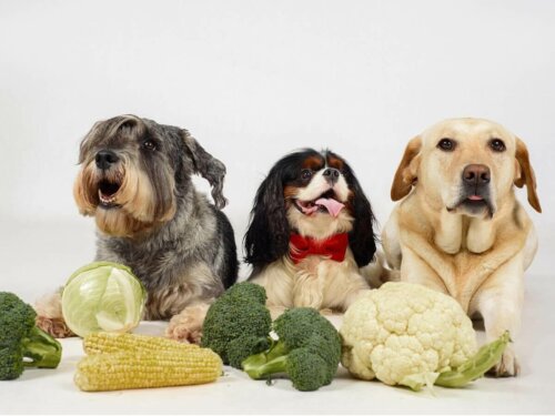 Psy z warzywami kapustnymi