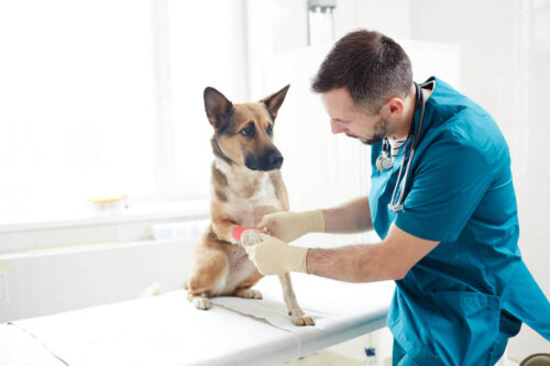 Lekarz bandażuje ranę na łapie psu
