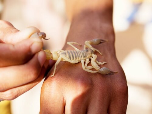 Meksyk: jeden z krajów o największej liczbie ukąszeń skorpionów