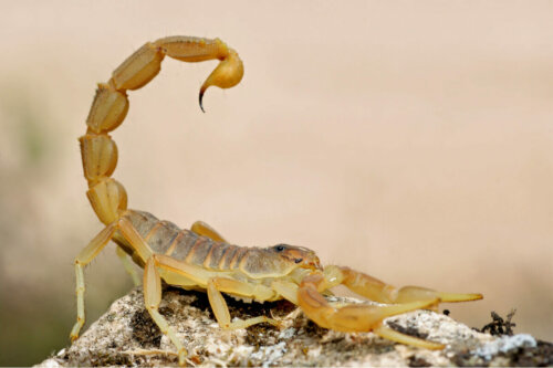 Skorpion żółty żądłko